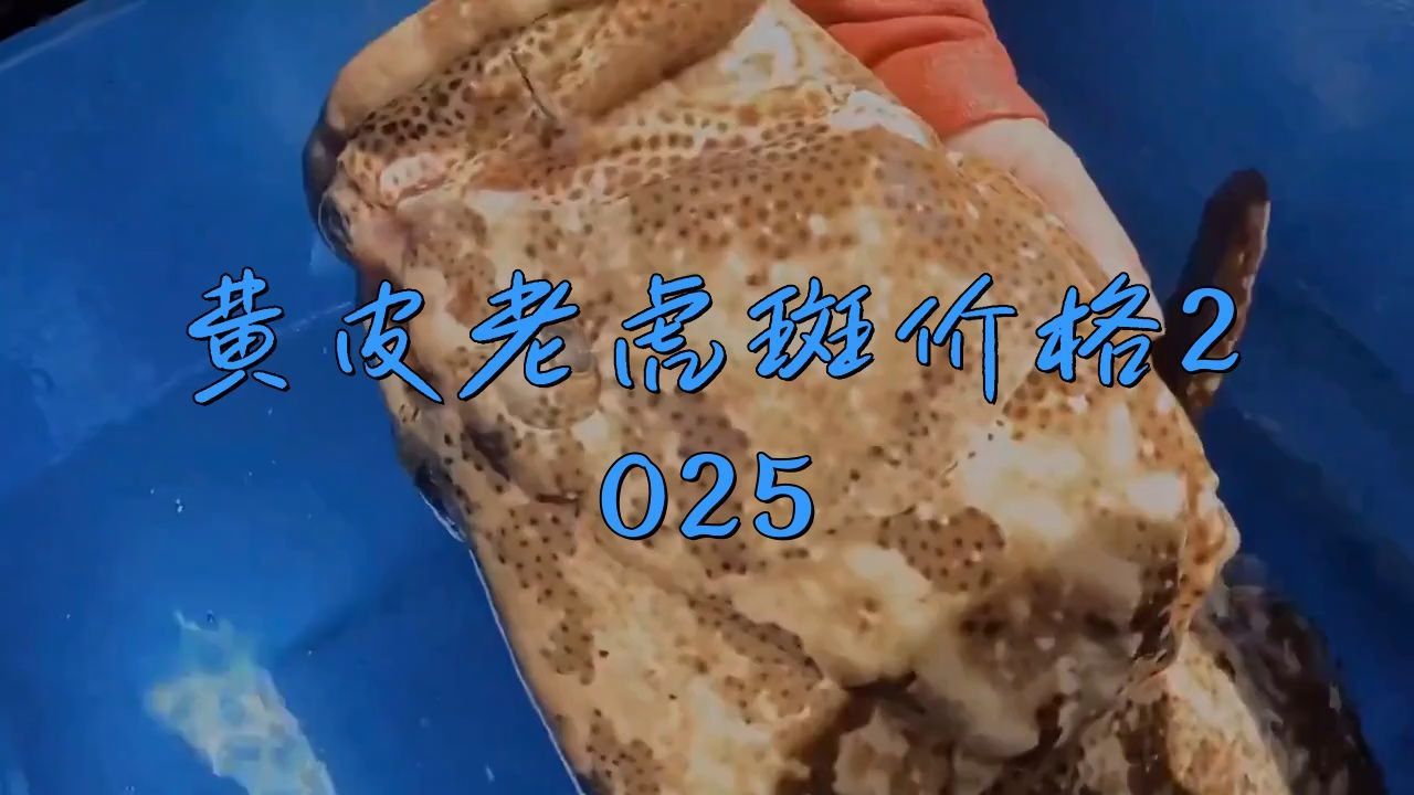 老虎斑魚2025價格