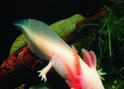 龍魚(yú)肚子有黑線是什么：龍魚(yú)肚子上的黑線可能有多種情況取決于黑線的位置和特征