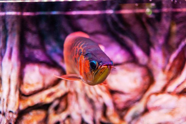 紅辣椒龍魚和金龍魚哪個更貴一點,紅辣椒龍魚與紅辣椒龍魚的區(qū)別金龍魚與紅辣椒龍魚的區(qū)別 龍魚百科 第3張 紅辣椒龍魚和金龍魚哪個更貴一點,紅辣椒龍魚與紅辣椒龍魚的區(qū)別金龍魚與紅辣椒龍魚的區(qū)別 紅辣椒龍魚和金龍魚哪個更貴一點,紅辣椒龍魚與紅辣椒龍魚的區(qū)別金龍魚與紅辣椒龍魚的區(qū)別 龍魚百科 第3張