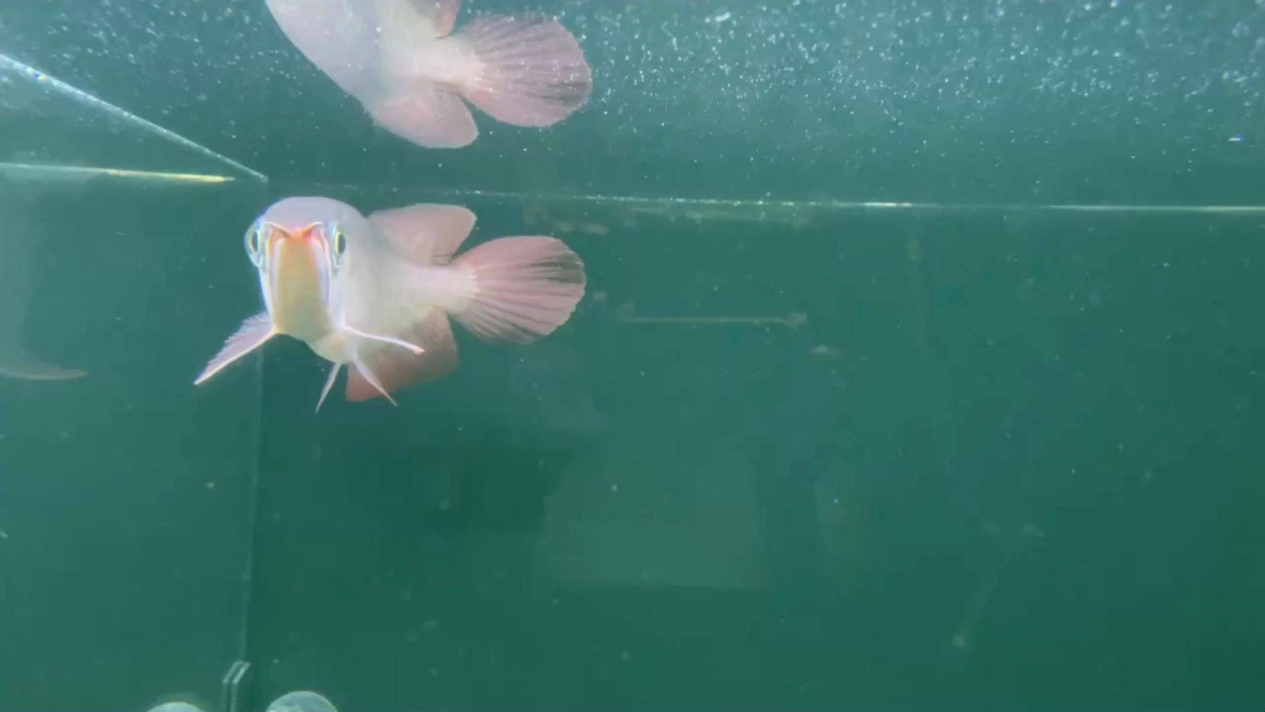 紅龍魚發色需要哪些營養素？ 紅龍魚發色需要哪些營養素？ 龍魚百科 第3張
