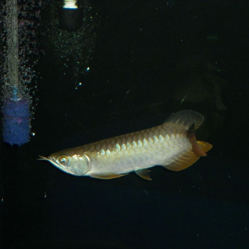 金龍魚壽命是多長時間