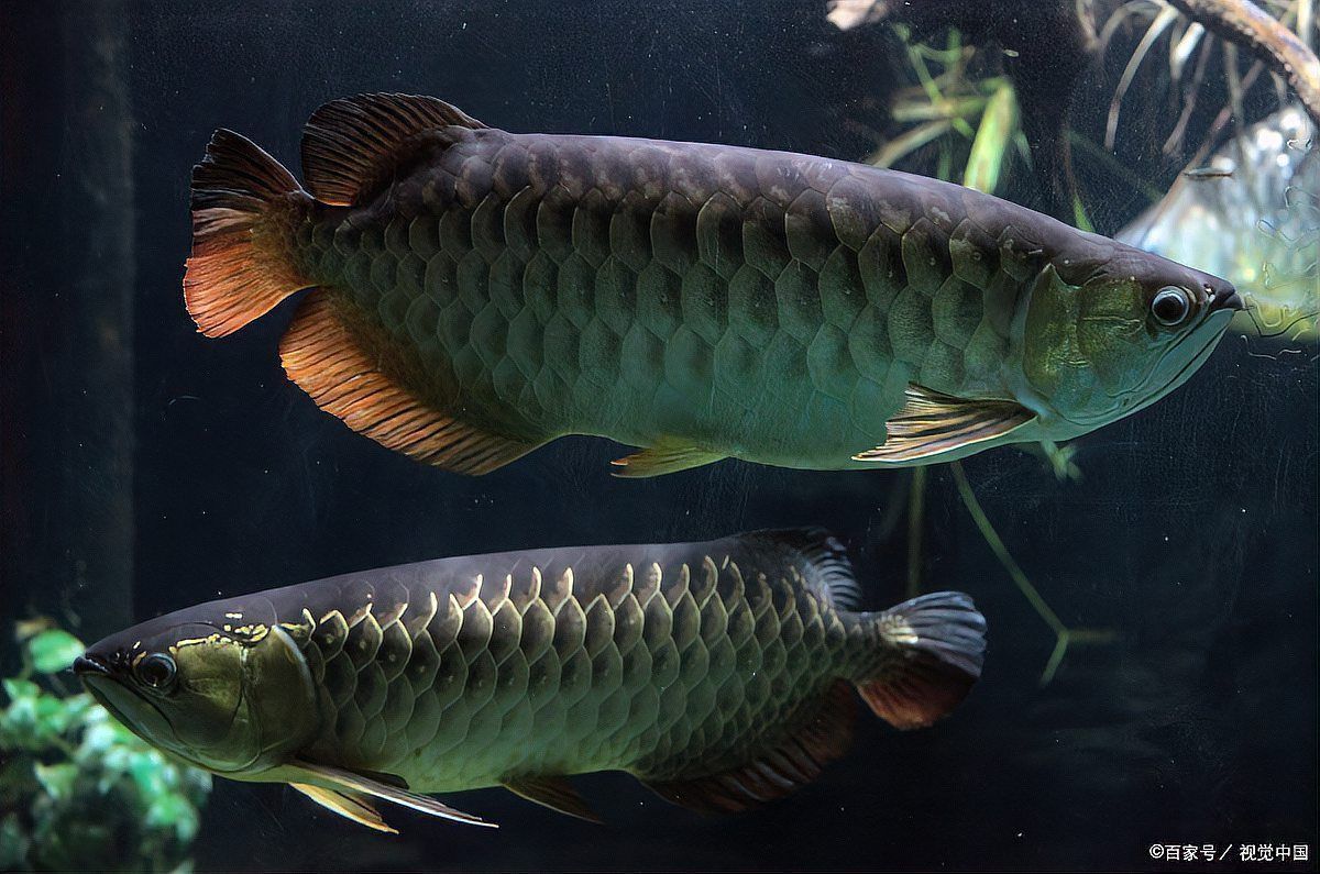 金龍魚壽命是多長時間