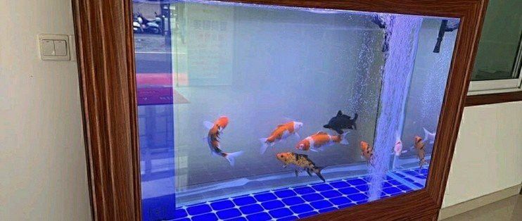 如何判斷紅龍魚眼睛外凸的病因呢：如何判斷紅龍魚眼睛外凸的病因？