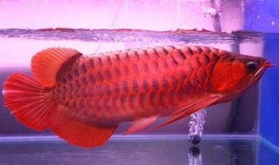 龍魚交易平臺官網的詳細信息：確保雙方權益不受侵害（關于龍魚交易平臺官網的詳細信息）