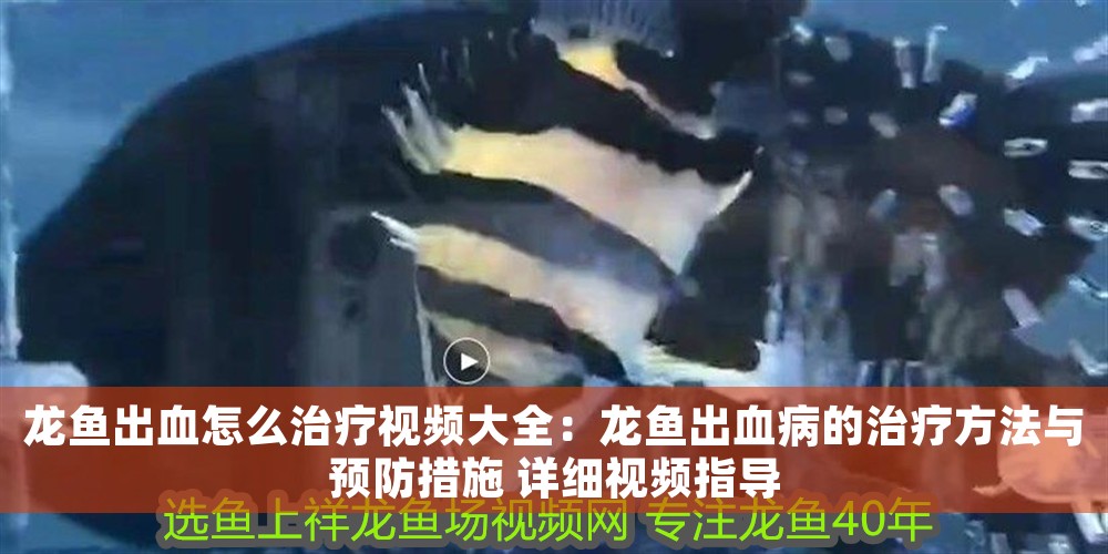 龍魚(yú)出血怎么治療視頻大全：龍魚(yú)出血病的治療方法與預(yù)防措施 詳細(xì)視頻指導(dǎo)