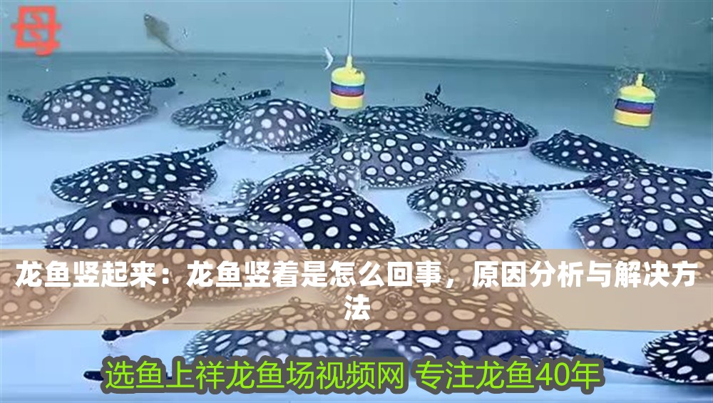 龍魚(yú)寄生蟲(chóng)預(yù)防藥物多久使用一次？