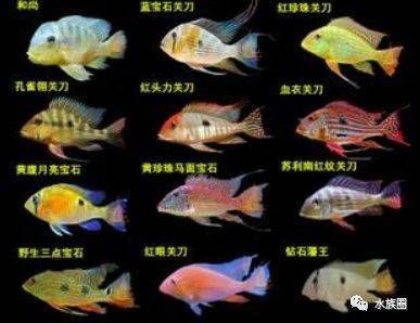 龍魚(yú)寄生蟲(chóng)預(yù)防藥物多久使用一次？