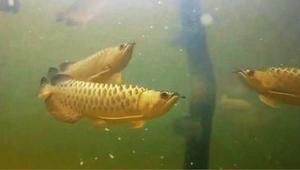 龍魚張嘴抽搐是怎么回事：龍魚為什么會張嘴抽搐