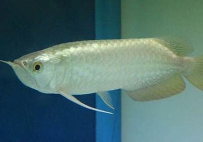 金龍魚從20長到30需要多久才能長大：金龍魚一般多久能長大