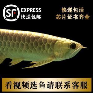 龍魚芯片怎么掃描出來:如何掃描龍魚芯片 龍魚百科 第4張 龍魚芯片怎么掃描出來:如何掃描龍魚芯片 龍魚芯片怎么掃描出來:如何掃描龍魚芯片 龍魚百科 第4張