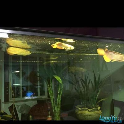 龍魚虎魚混養寓意著什么：龍魚和虎魚混養寓意著什么