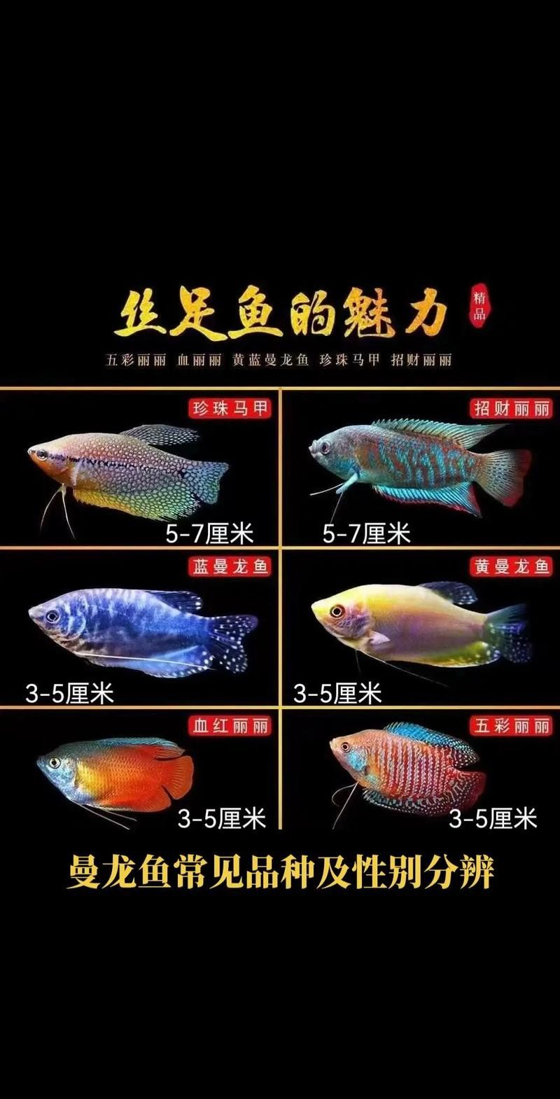 除了銀龍魚還有什么龍魚便宜的