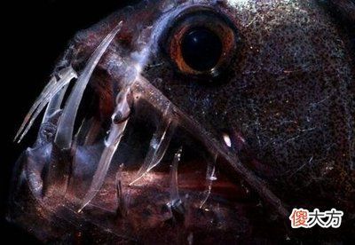 龍魚的身體部位圖解（龍魚身體各部位功能詳解）