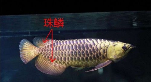 給我一張金龍魚等級區分圖解