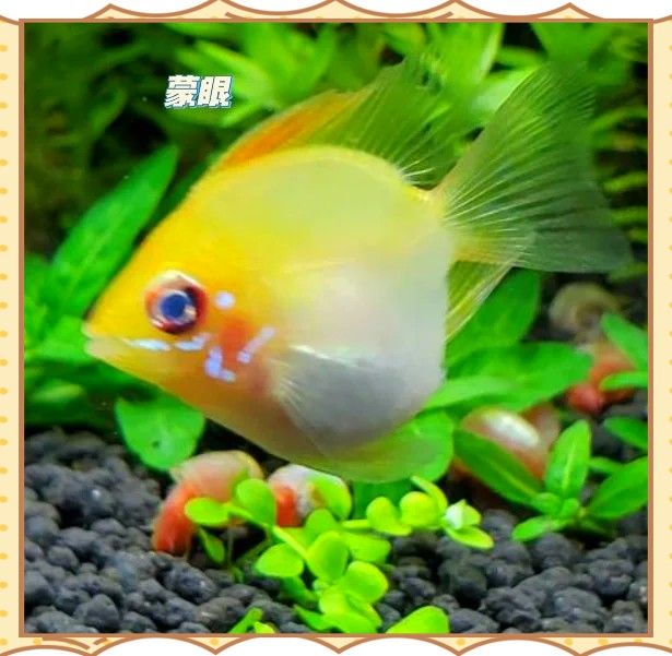 如何判斷紅龍魚突眼癥是否嚴重？ 如何判斷紅龍魚突眼癥是否嚴重？ 龍魚百科 第7張