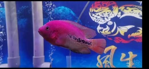 古典幻彩神龍魚（什么是古典幻彩神龍魚） 古典幻彩神龍魚（什么是古典幻彩神龍魚） 龍魚百科 第2張