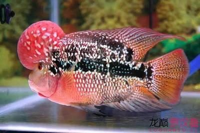 古典幻彩神龍魚（什么是古典幻彩神龍魚） 古典幻彩神龍魚（什么是古典幻彩神龍魚） 龍魚百科 第3張