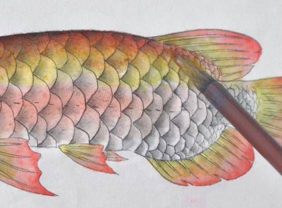金龍魚色彩的繪畫方法：金龍魚色彩怎么畫，金龍魚色彩的繪畫方法是什么