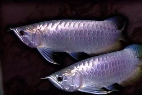 龍魚最大能長多大：龍魚最大體長因品種而異，如何判斷龍魚的品種品種