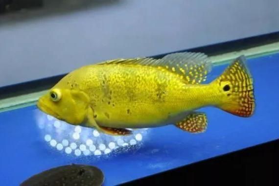 龍魚與巴西亞魚混養(yǎng)案例分享，龍魚與巴西亞魚混養(yǎng)成功秘訣
