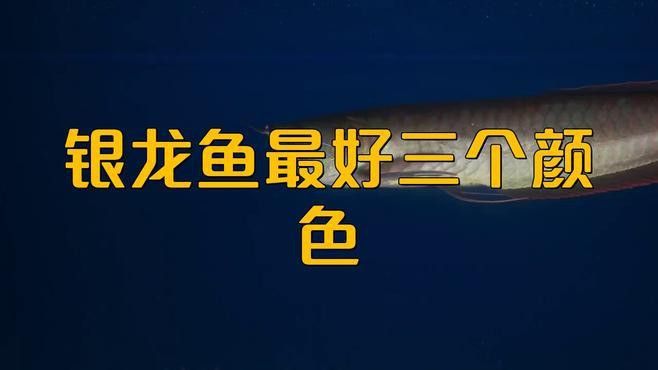 銀龍魚什么顏色的好