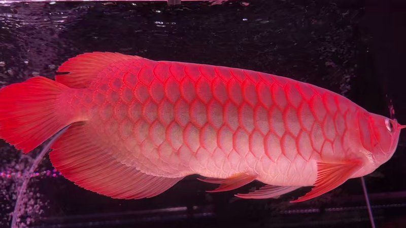 龍魚哪個漁場最肥最漂亮