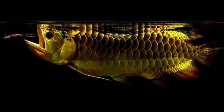 40公分號半龍魚（40公分號半龍魚在市場上有不同的定價） 40公分號半龍魚（40公分號半龍魚在市場上有不同的定價） 龍魚百科 第3張
