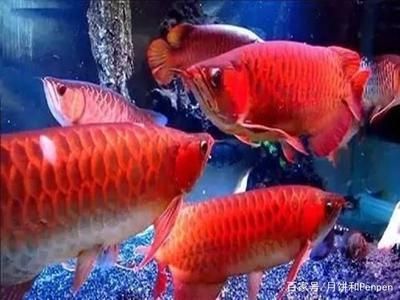 龍魚能吃青蝦嗎怎么喂飼料:龍魚可以吃青蝦嗎 龍魚百科 第1張 龍魚能吃青蝦嗎怎么喂飼料:龍魚可以吃青蝦嗎 龍魚能吃青蝦嗎怎么喂飼料:龍魚可以吃青蝦嗎 龍魚百科 第1張