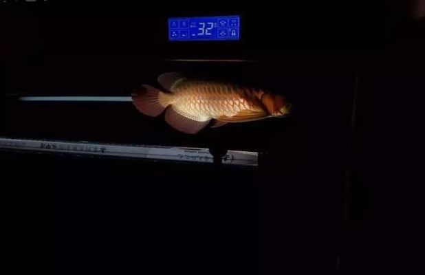龍魚用燈照多長時間為宜：龍魚每天需要多少光照？