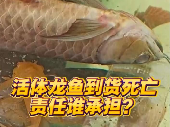 龍魚死亡前有哪些征兆