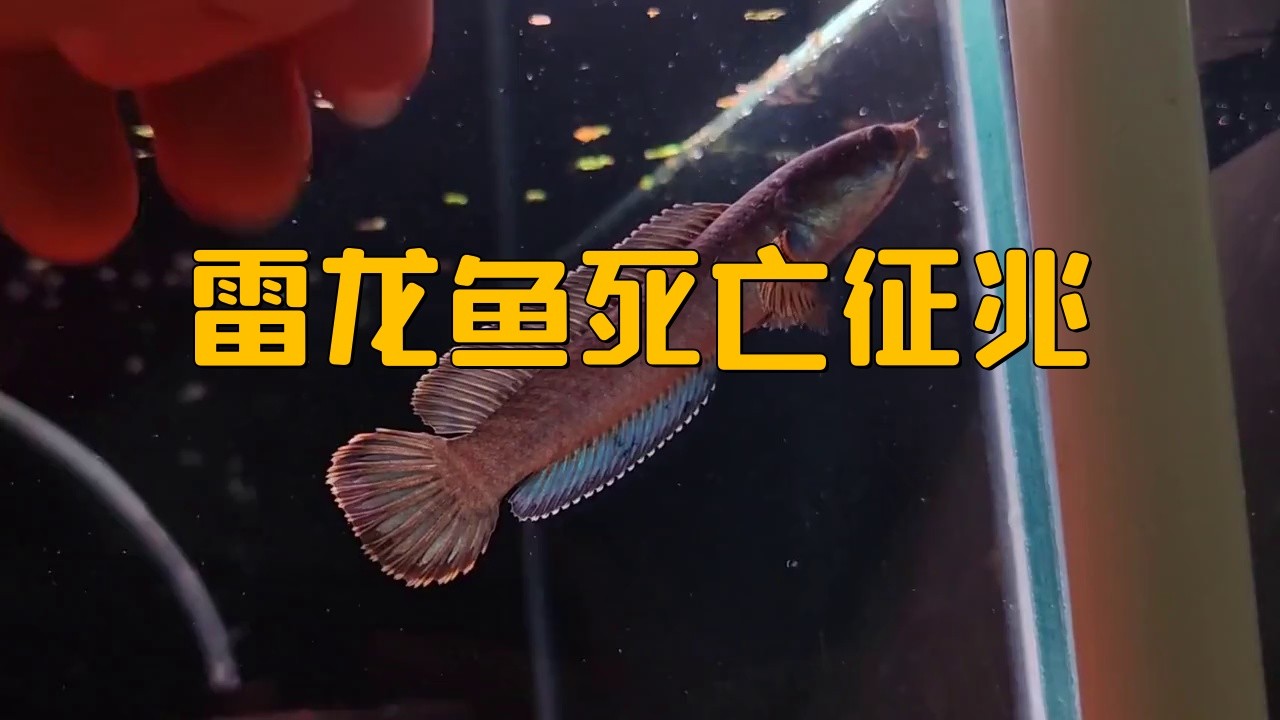 龍魚死亡前有哪些征兆