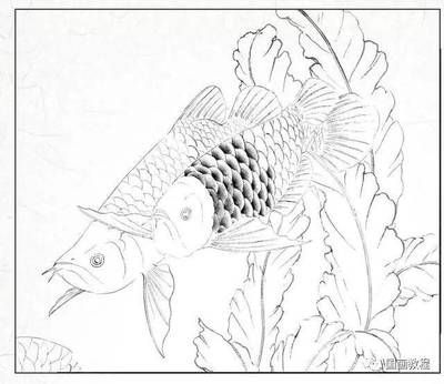 金龍魚畫魚頭朝向怎么畫的：金龍魚畫法步驟