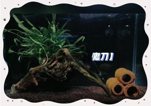 魔鬼刀魚和龍魚能一起養么嗎