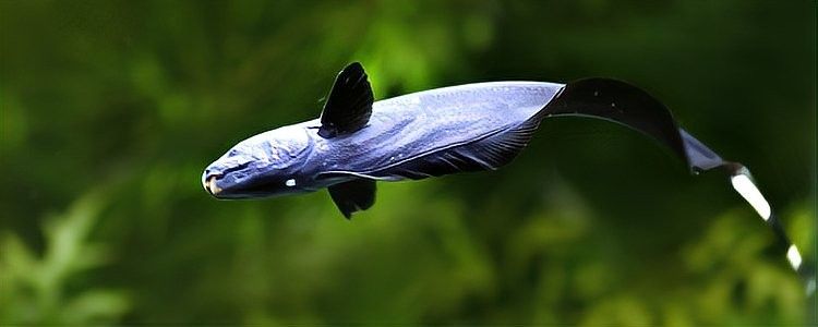 魔鬼刀魚和龍魚能一起養么嗎