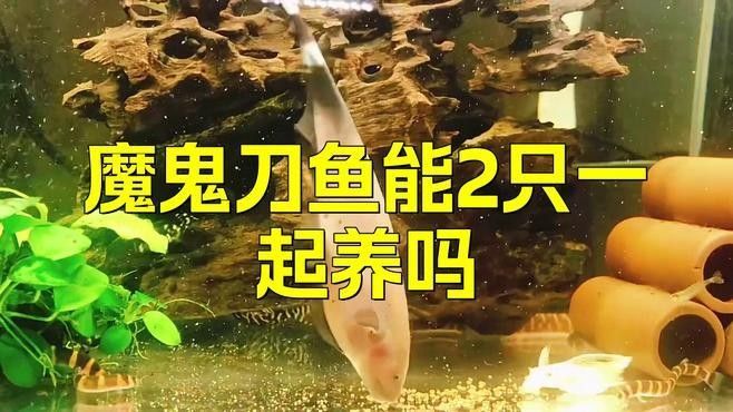 魔鬼刀魚和龍魚能一起養么嗎
