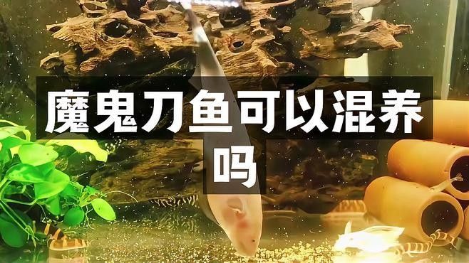 魔鬼刀魚和龍魚能一起養么嗎