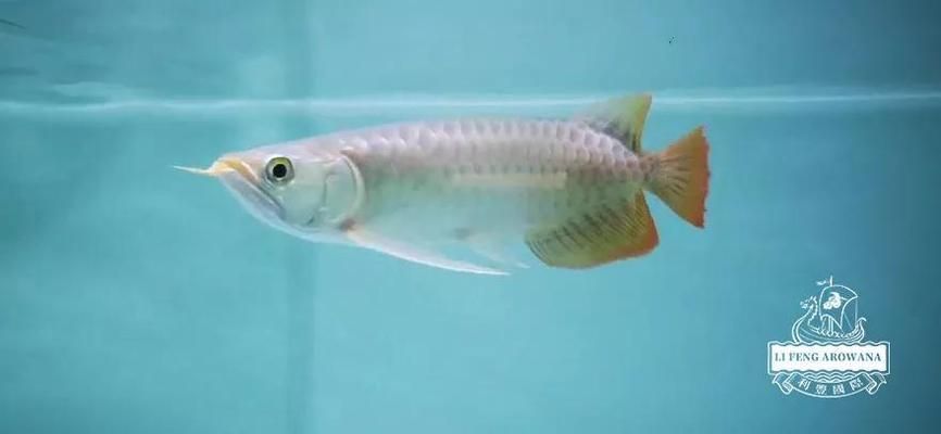 龍魚(yú)不吃素食怎樣訓(xùn)食【如何訓(xùn)練龍魚(yú)吃素食】