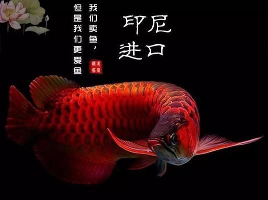龍魚(yú)不吃素食怎樣訓(xùn)食【如何訓(xùn)練龍魚(yú)吃素食】