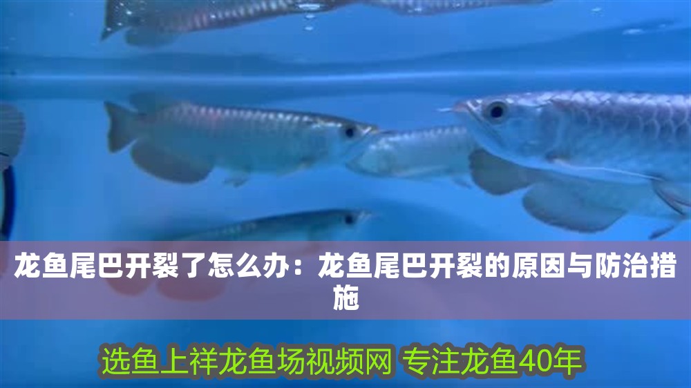 龍魚尾巴開裂了怎么辦：龍魚尾巴開裂的原因與防治措施