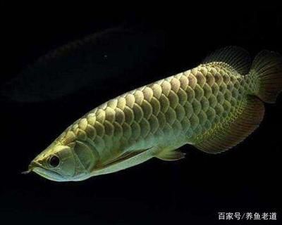 養龍魚必備設備有哪些：養龍魚必備設備