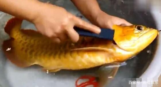 金龍魚 美容（金龍魚的美容方法及其在家庭和商業(yè)環(huán)境中的應(yīng)用介紹） 金龍魚 美容（金龍魚的美容方法及其在家庭和商業(yè)環(huán)境中的應(yīng)用介紹） 龍魚百科 第4張
