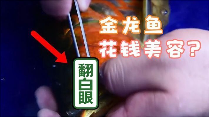 金龍魚 美容（金龍魚的美容方法及其在家庭和商業(yè)環(huán)境中的應(yīng)用介紹） 金龍魚 美容（金龍魚的美容方法及其在家庭和商業(yè)環(huán)境中的應(yīng)用介紹） 龍魚百科 第3張