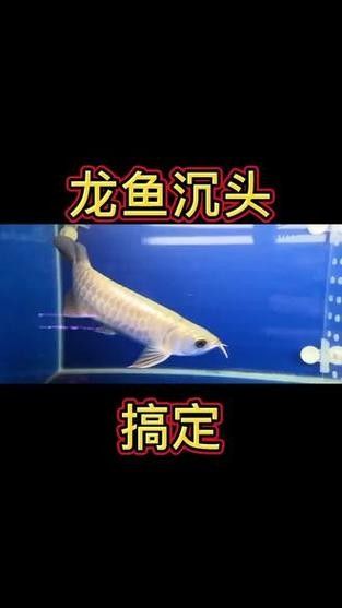 龍魚頭上翹尾巴下沉 龍魚頭上翹尾巴下沉 龍魚百科 第1張