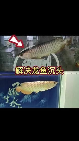 龍魚頭上翹尾巴下沉 龍魚頭上翹尾巴下沉 龍魚百科 第2張