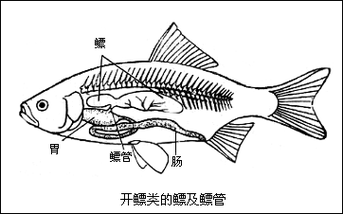 龍魚頭上翹尾巴下沉 龍魚頭上翹尾巴下沉 龍魚百科 第16張