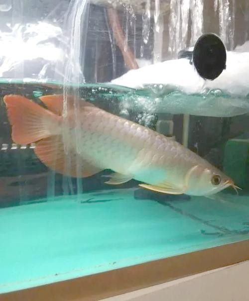 龍魚頭上翹尾巴下沉 龍魚頭上翹尾巴下沉 龍魚百科 第12張