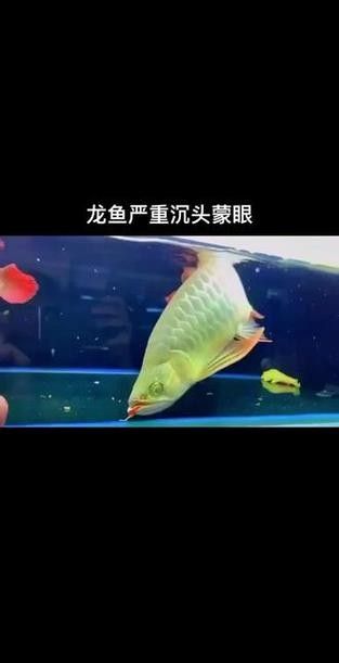 龍魚頭上翹尾巴下沉 龍魚頭上翹尾巴下沉 龍魚百科 第10張