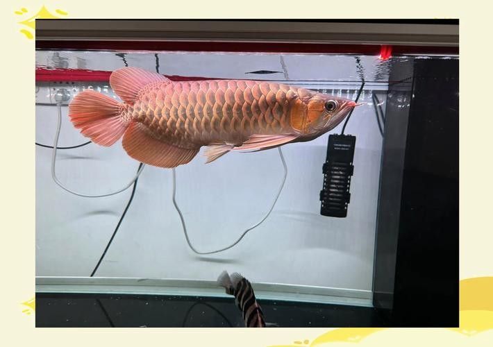 龍魚頭上翹尾巴下沉 龍魚頭上翹尾巴下沉 龍魚百科 第34張