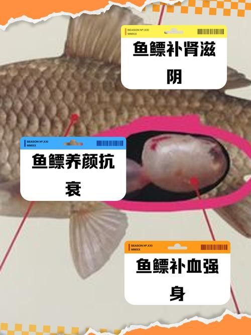 龍魚頭上翹尾巴下沉 龍魚頭上翹尾巴下沉 龍魚百科 第22張