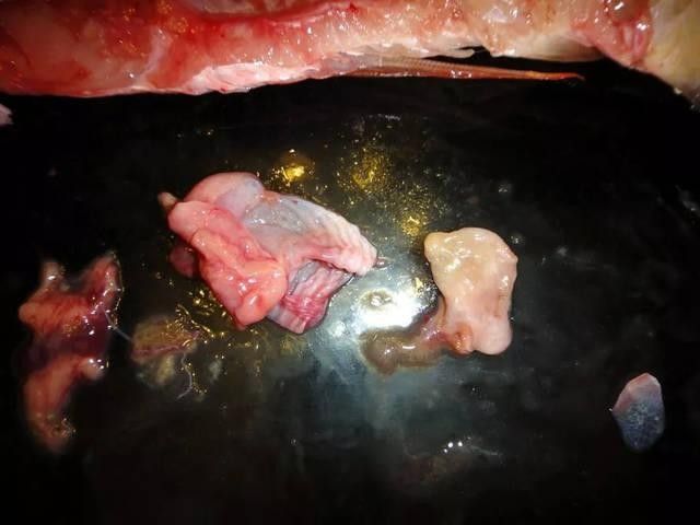 龍魚頭上翹尾巴下沉 龍魚頭上翹尾巴下沉 龍魚百科 第26張